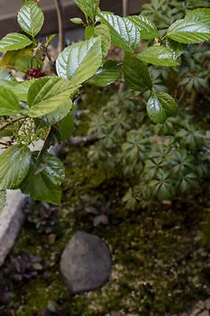 Choya Gosho-Minami Hotel Kyoto